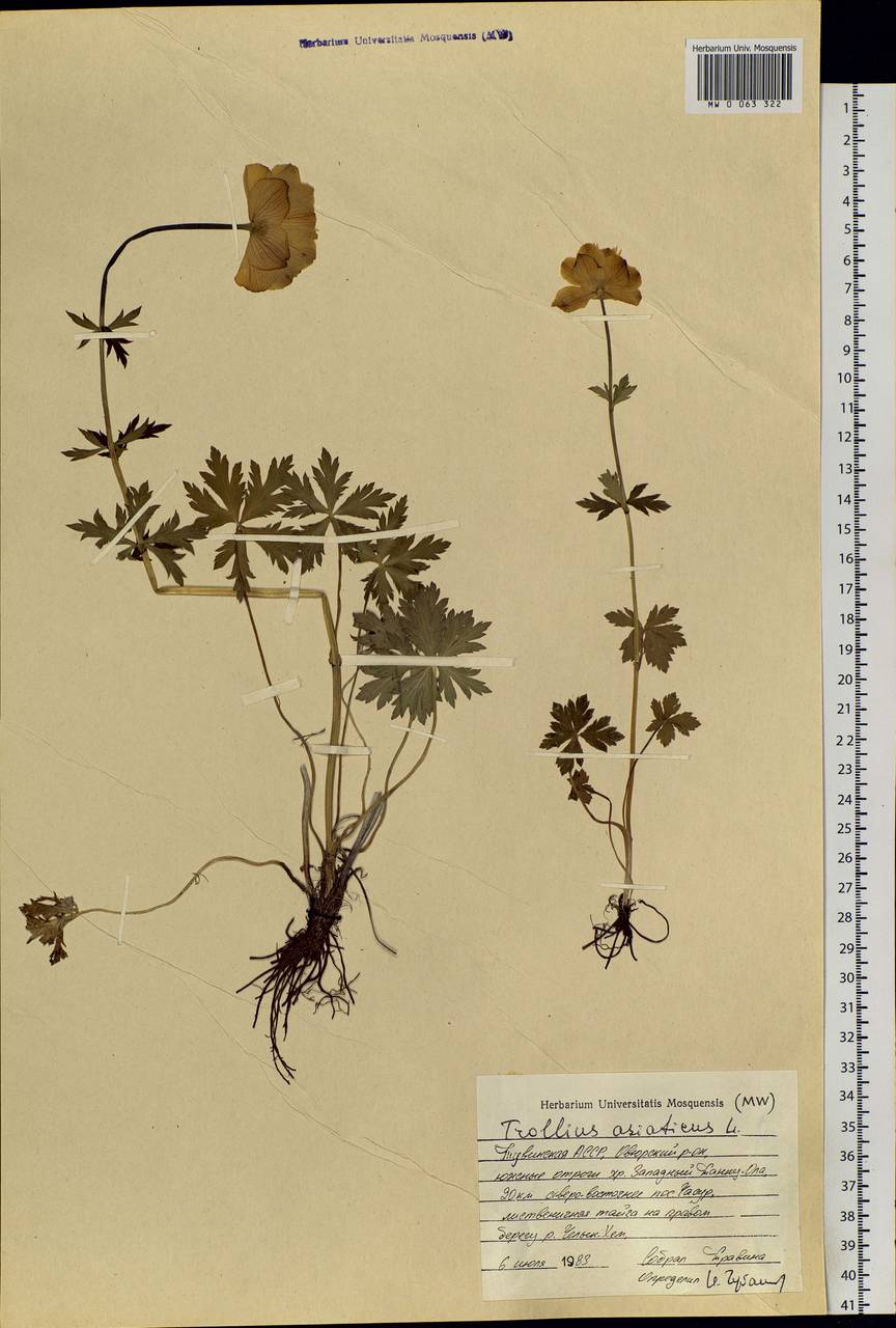 Trollius asiaticus L., Siberia, Altai & Sayany Mountains (S2) (Russia)