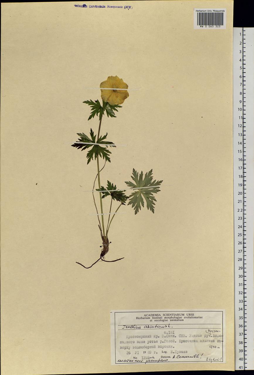 Trollius asiaticus L., Siberia, Altai & Sayany Mountains (S2) (Russia)