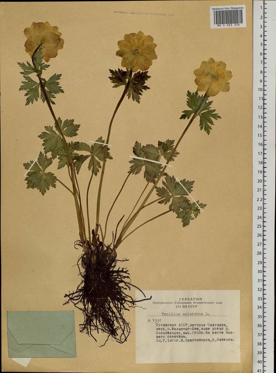 Trollius asiaticus L., Siberia, Altai & Sayany Mountains (S2) (Russia)