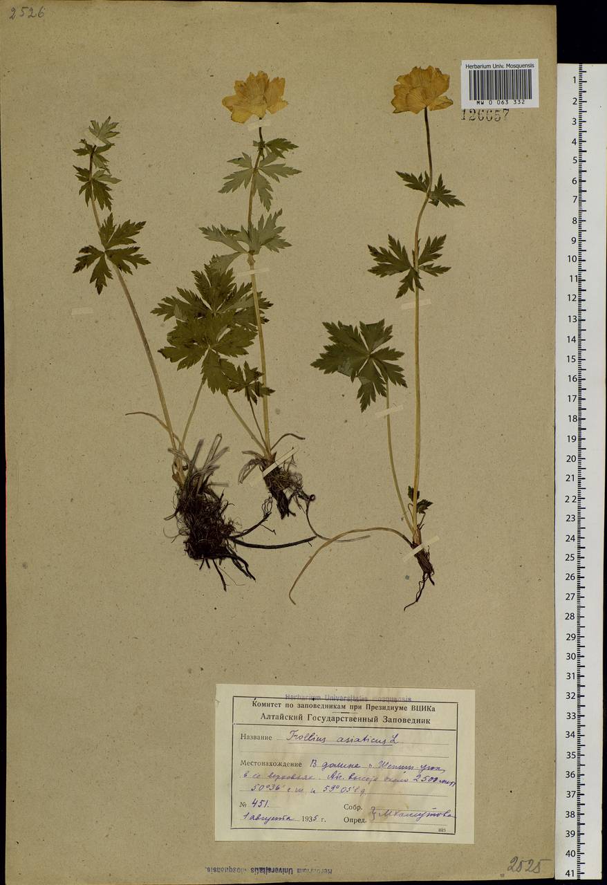 Trollius asiaticus L., Siberia, Altai & Sayany Mountains (S2) (Russia)