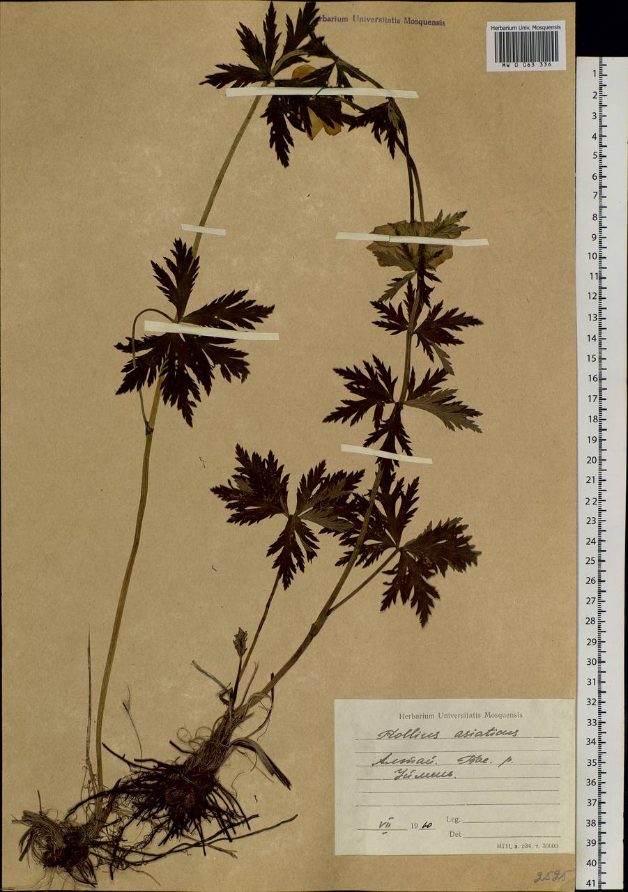 Trollius asiaticus L., Siberia, Altai & Sayany Mountains (S2) (Russia)