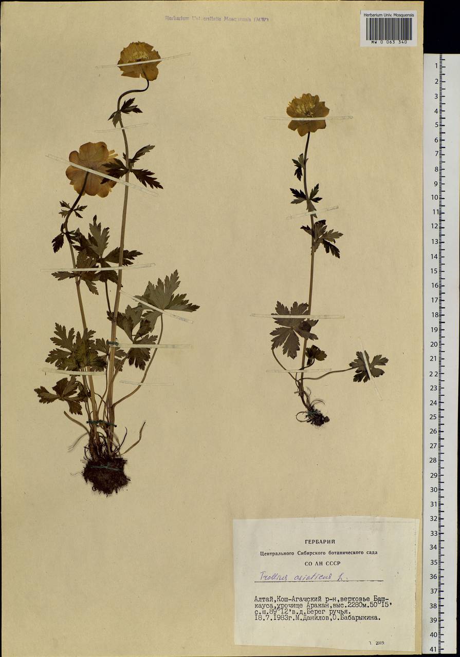 Trollius asiaticus L., Siberia, Altai & Sayany Mountains (S2) (Russia)