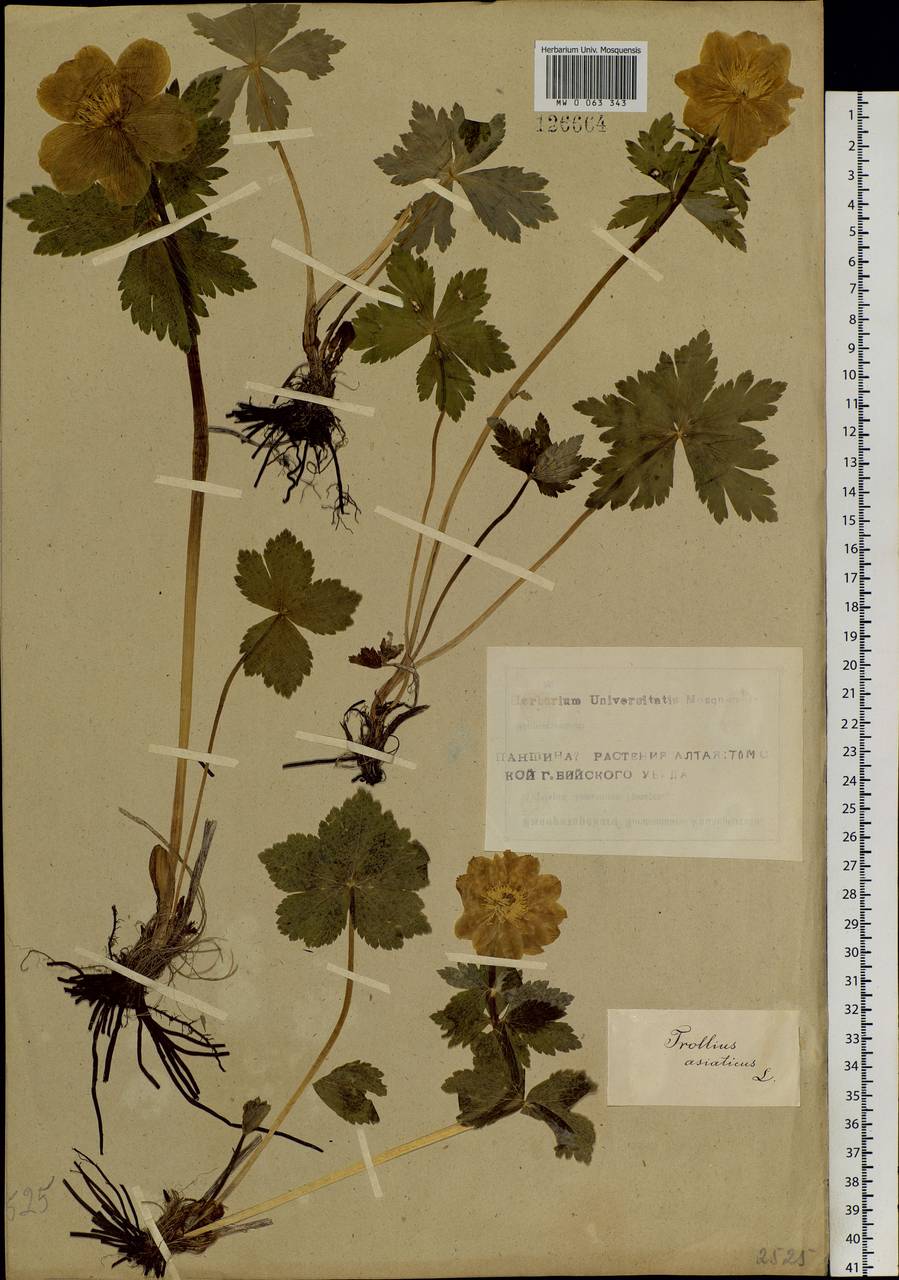 Trollius asiaticus L., Siberia, Altai & Sayany Mountains (S2) (Russia)