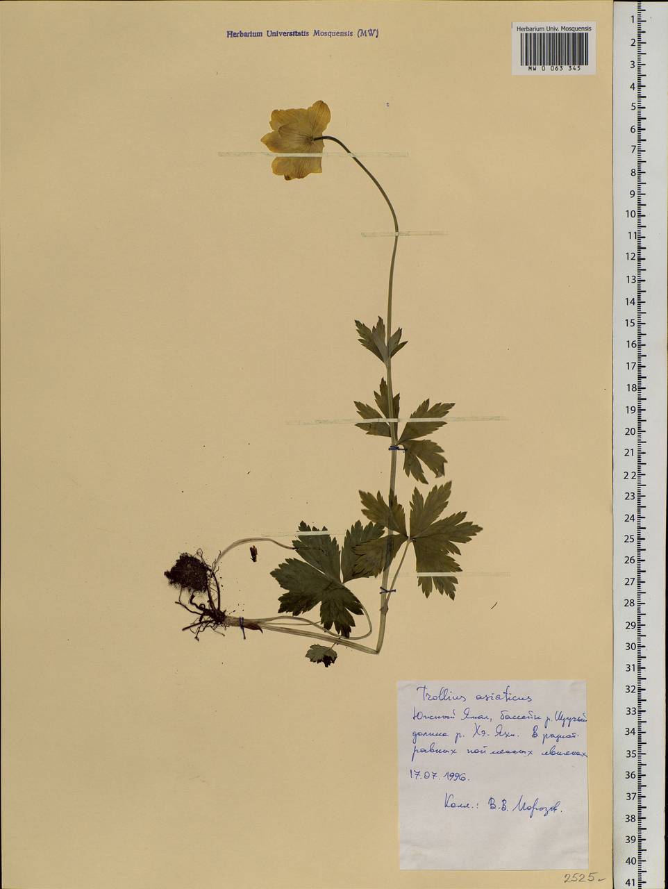 Trollius asiaticus L., Siberia, Western Siberia (S1) (Russia)