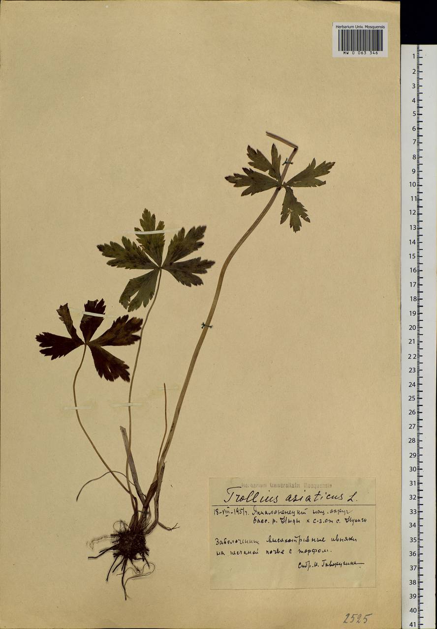 Trollius asiaticus L., Siberia, Western Siberia (S1) (Russia)