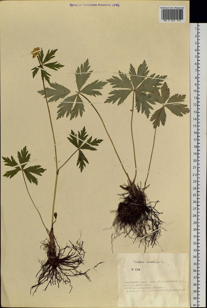 Trollius asiaticus L., Siberia, Western Siberia (S1) (Russia)