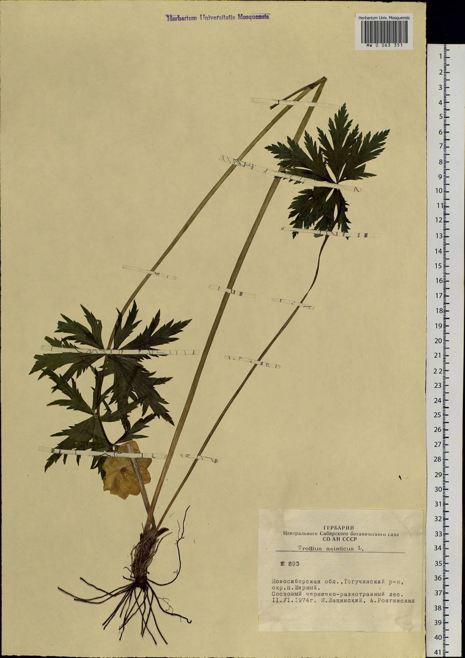 Trollius asiaticus L., Siberia, Western Siberia (S1) (Russia)