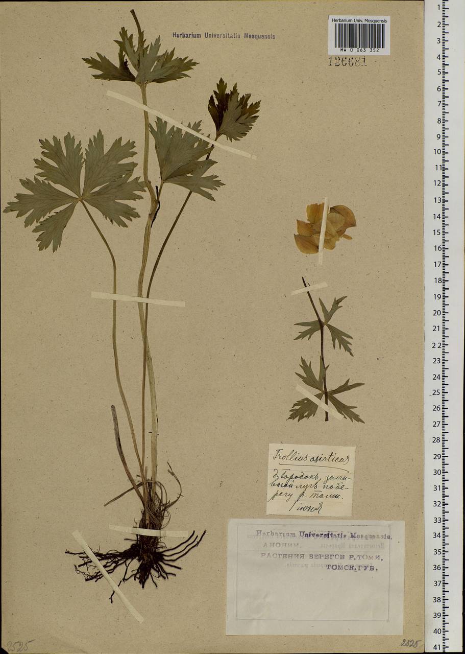 Trollius asiaticus L., Siberia, Western Siberia (S1) (Russia)