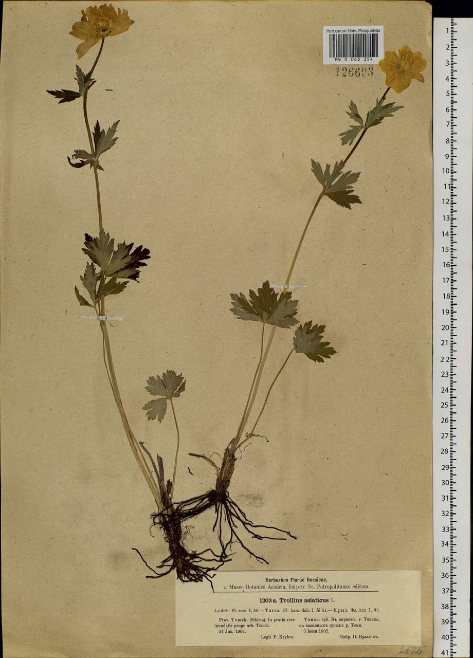 Trollius asiaticus L., Siberia, Western Siberia (S1) (Russia)