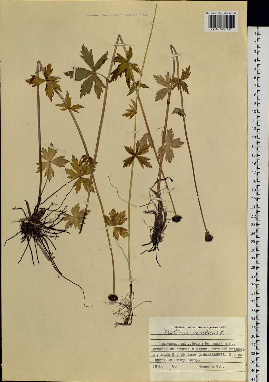 Trollius asiaticus L., Siberia, Western Siberia (S1) (Russia)