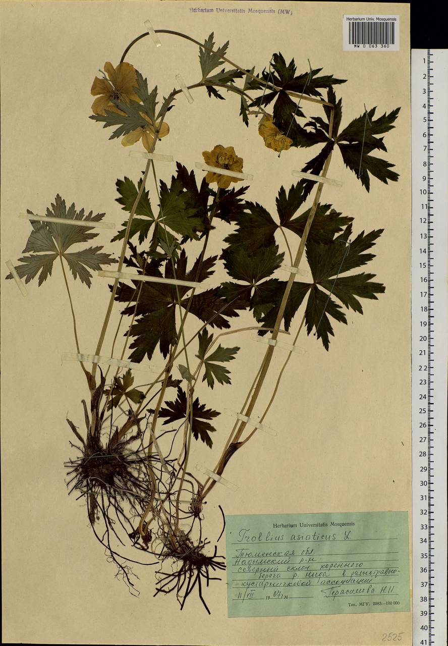 Trollius asiaticus L., Siberia, Western Siberia (S1) (Russia)