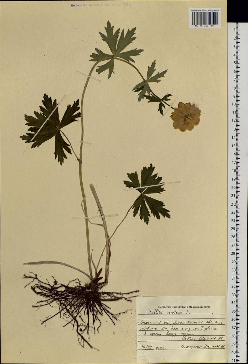 Trollius asiaticus L., Siberia, Western Siberia (S1) (Russia)