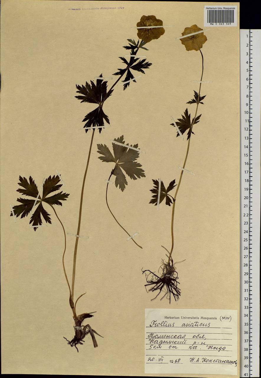 Trollius asiaticus L., Siberia, Western Siberia (S1) (Russia)