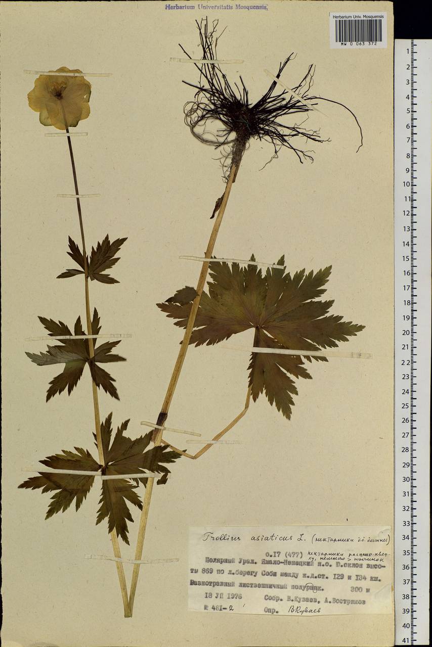 Trollius asiaticus L., Siberia, Western Siberia (S1) (Russia)