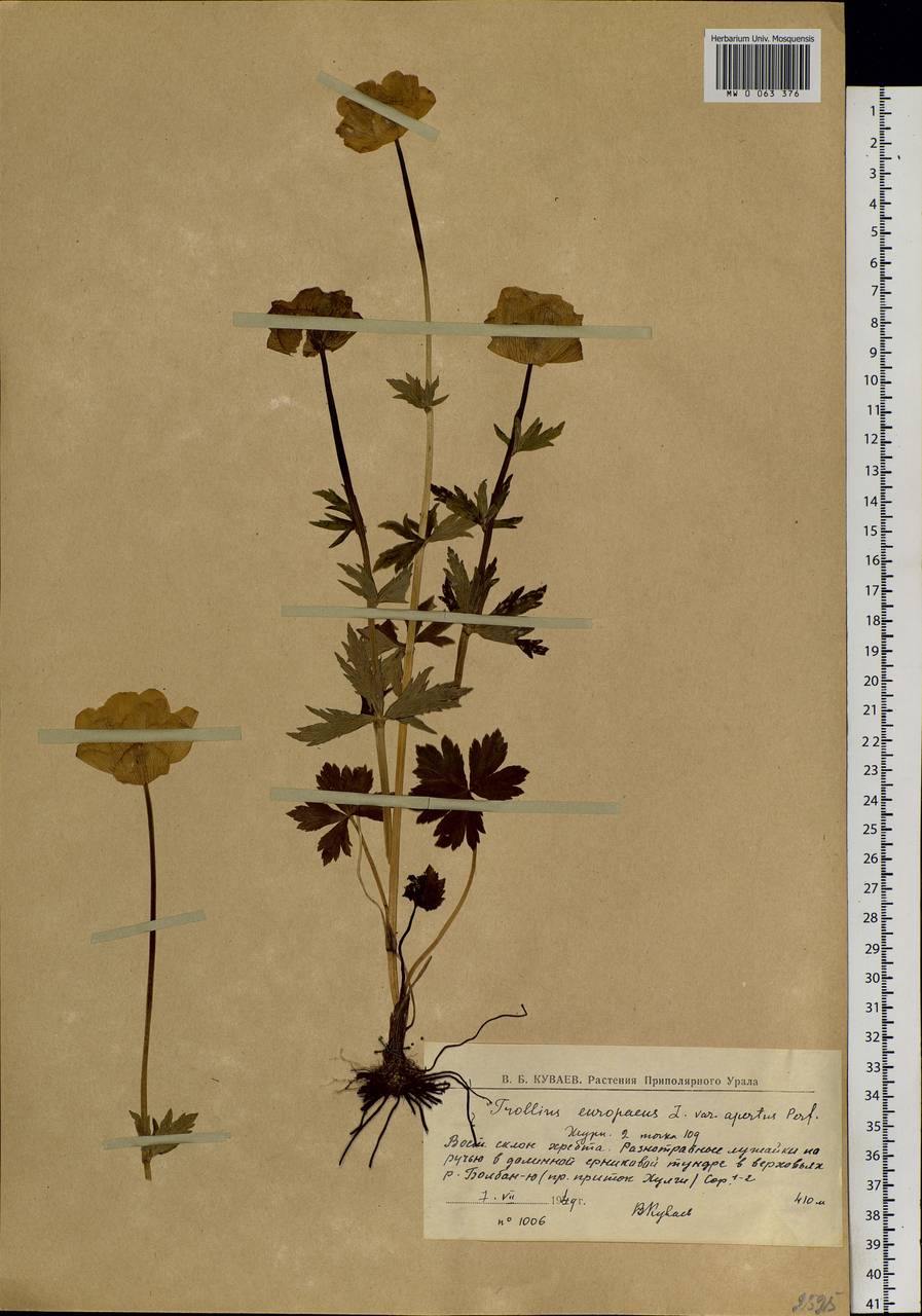 Trollius apertus Perf. ex Igoschina, Siberia, Western Siberia (S1) (Russia)