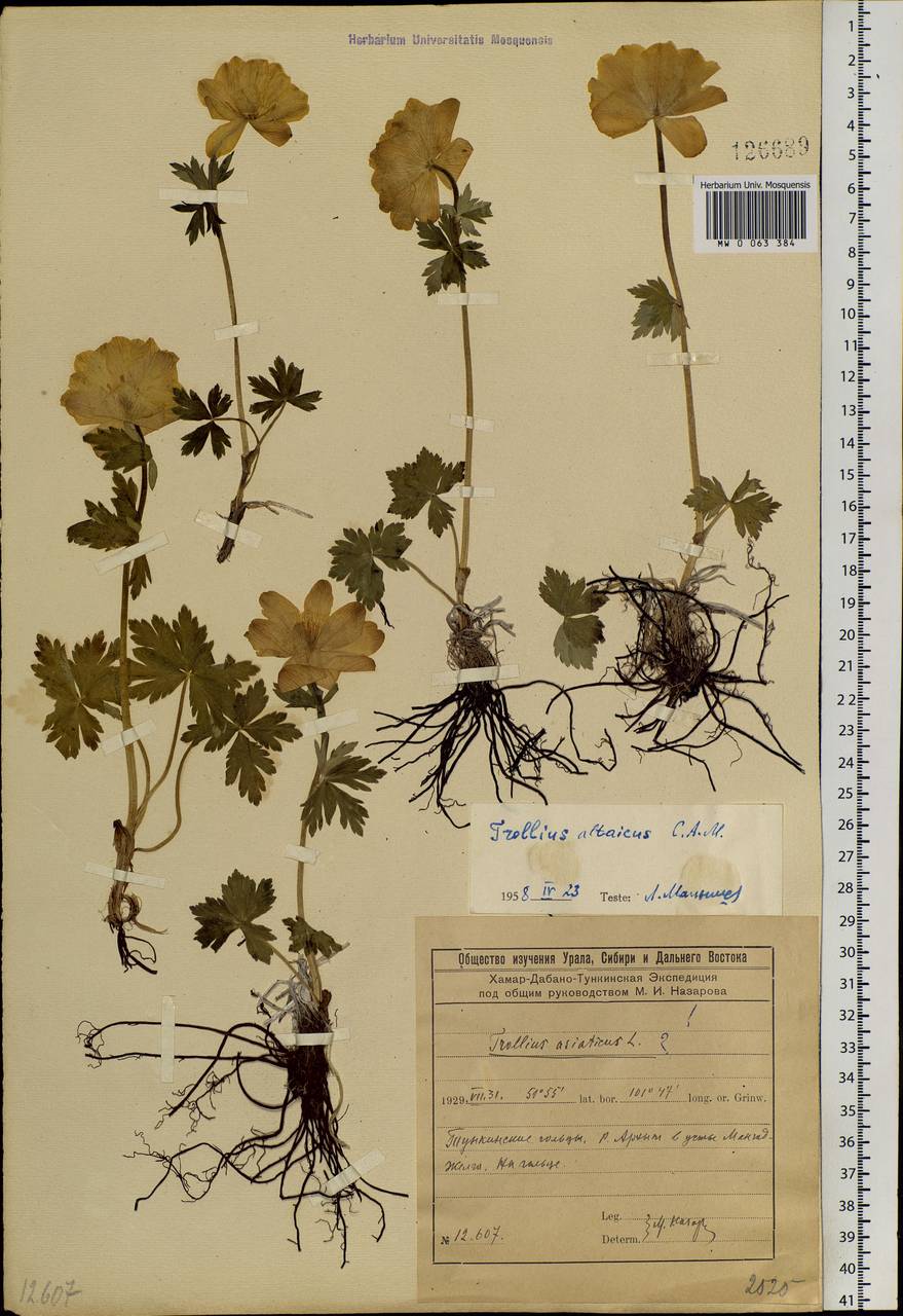 Trollius altaicus C. A. Mey., Siberia, Baikal & Transbaikal region (S4) (Russia)