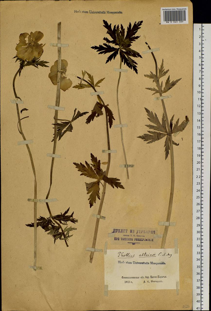 Trollius altaicus C. A. Mey., Siberia, Western (Kazakhstan) Altai Mountains (S2a) (Kazakhstan)