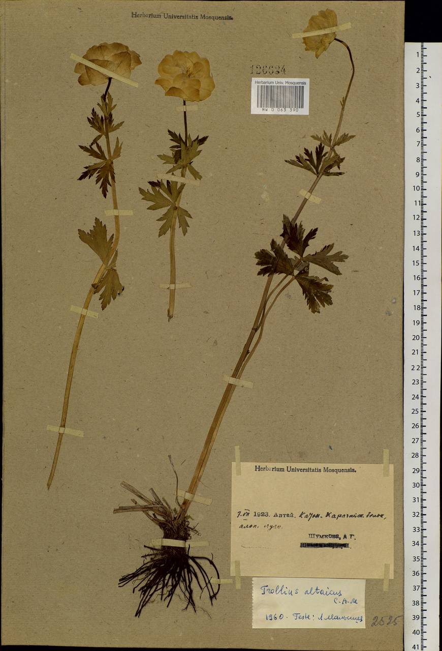 Trollius altaicus C.A.Mey., Siberia, Western (Kazakhstan) Altai Mountains (S2a) (Kazakhstan)