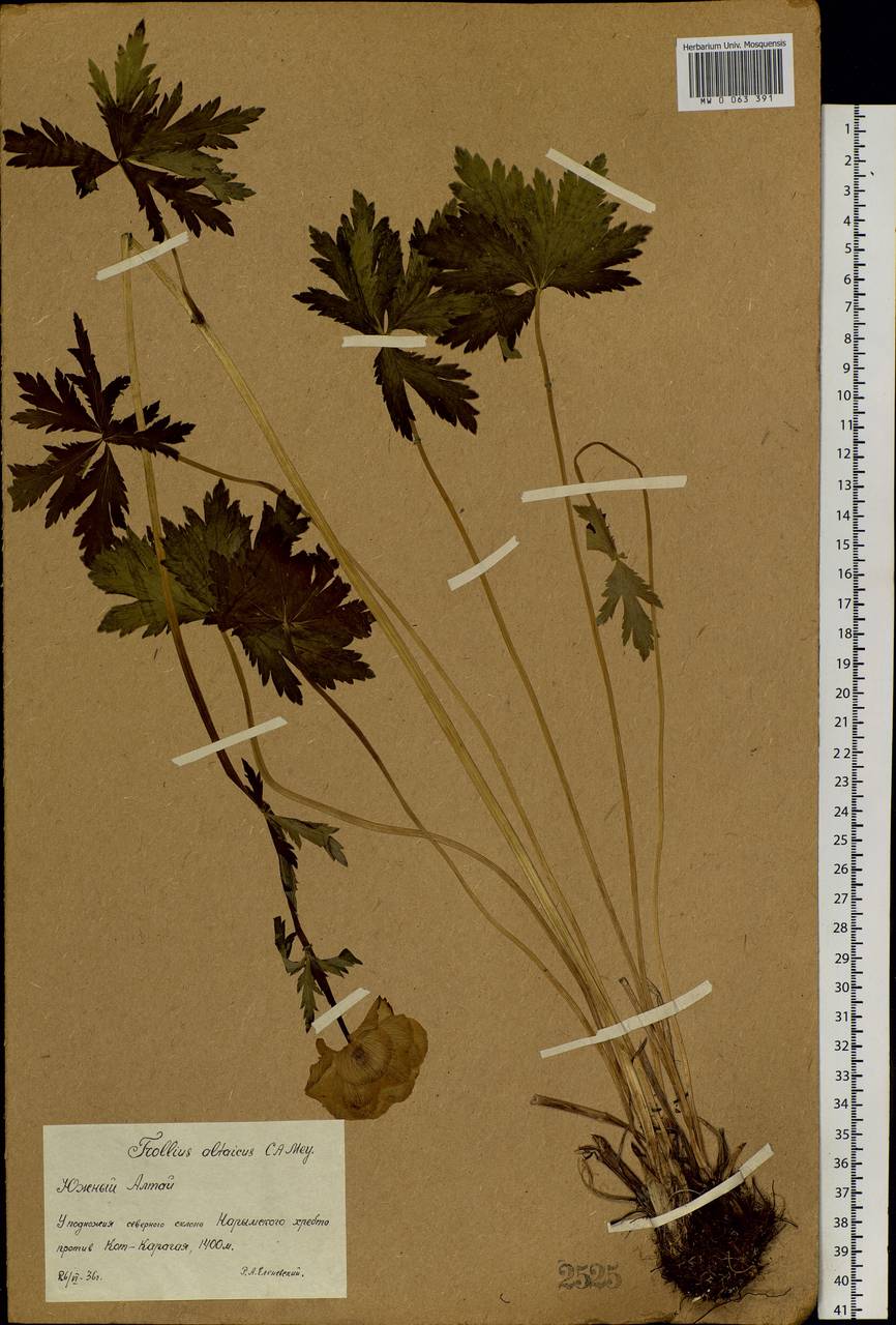 Trollius altaicus C. A. Mey., Siberia, Western (Kazakhstan) Altai Mountains (S2a) (Kazakhstan)