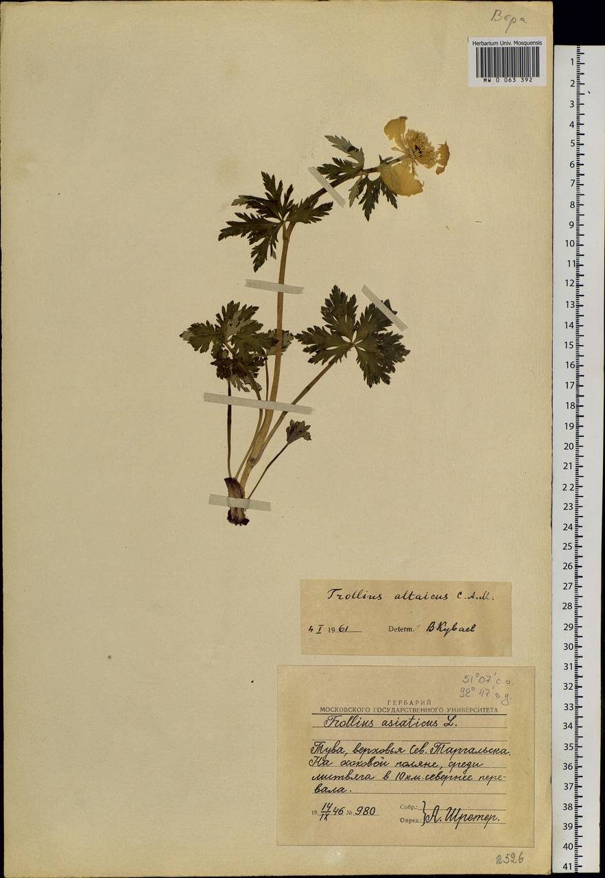 Trollius altaicus C. A. Mey., Siberia, Altai & Sayany Mountains (S2) (Russia)