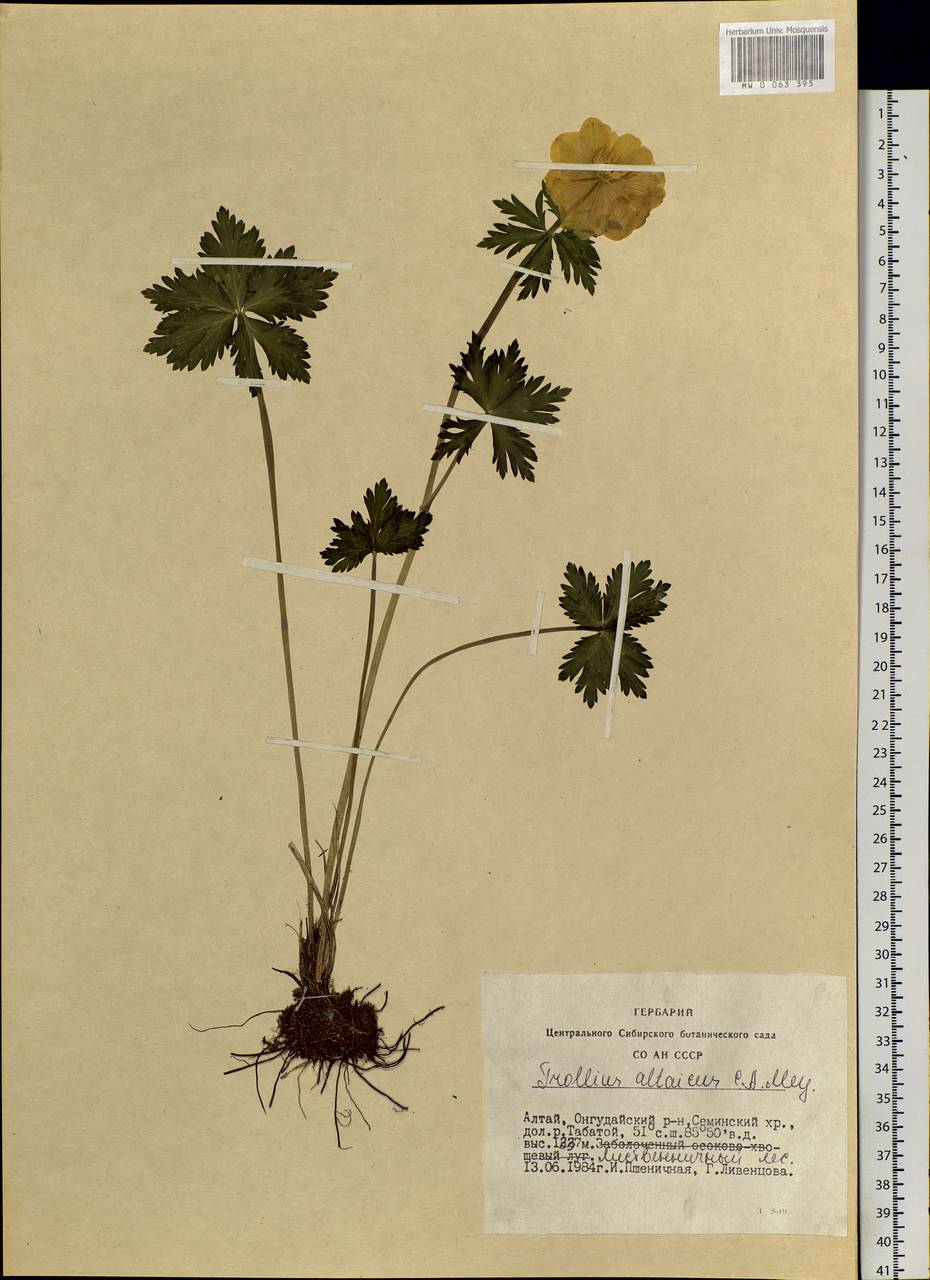 Trollius altaicus C. A. Mey., Siberia, Altai & Sayany Mountains (S2) (Russia)