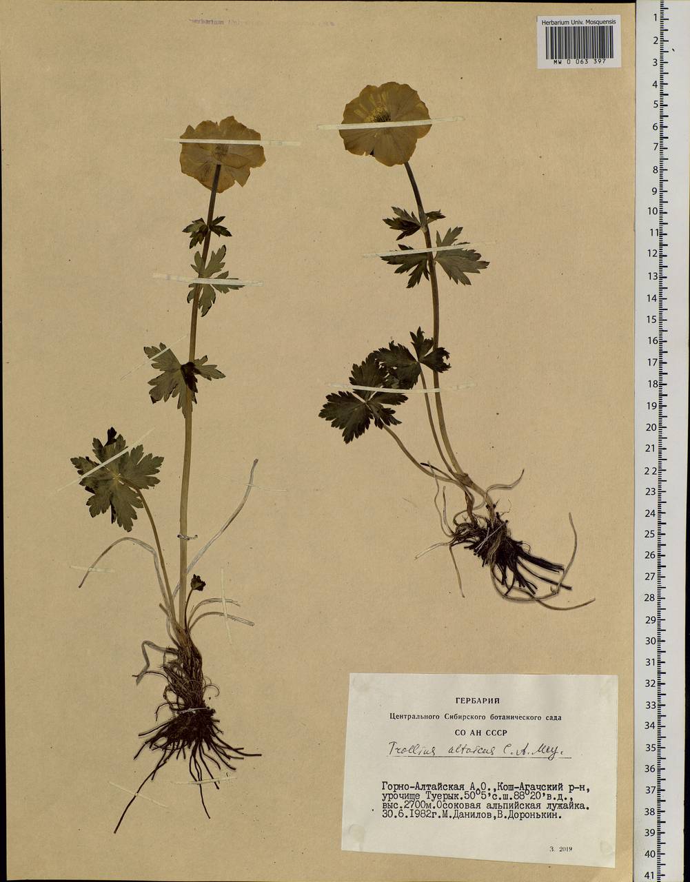 Trollius altaicus C. A. Mey., Siberia, Altai & Sayany Mountains (S2) (Russia)