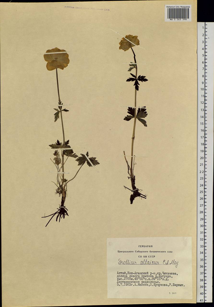 Trollius altaicus C. A. Mey., Siberia, Altai & Sayany Mountains (S2) (Russia)