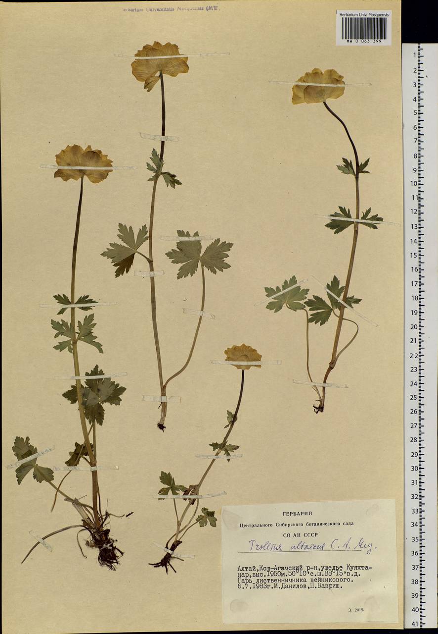 Trollius altaicus C.A.Mey., Siberia, Altai & Sayany Mountains (S2) (Russia)