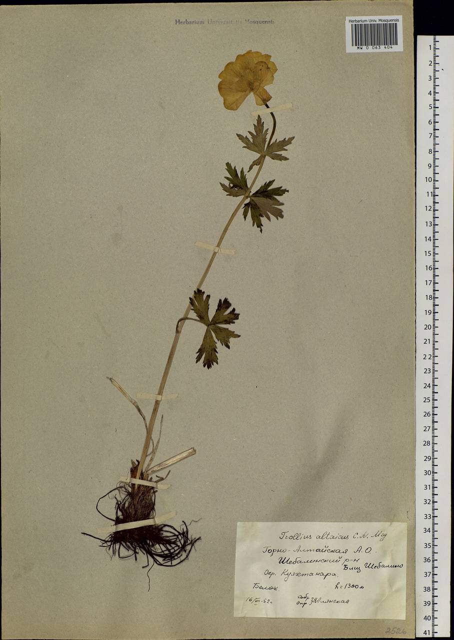 Trollius altaicus C. A. Mey., Siberia, Altai & Sayany Mountains (S2) (Russia)