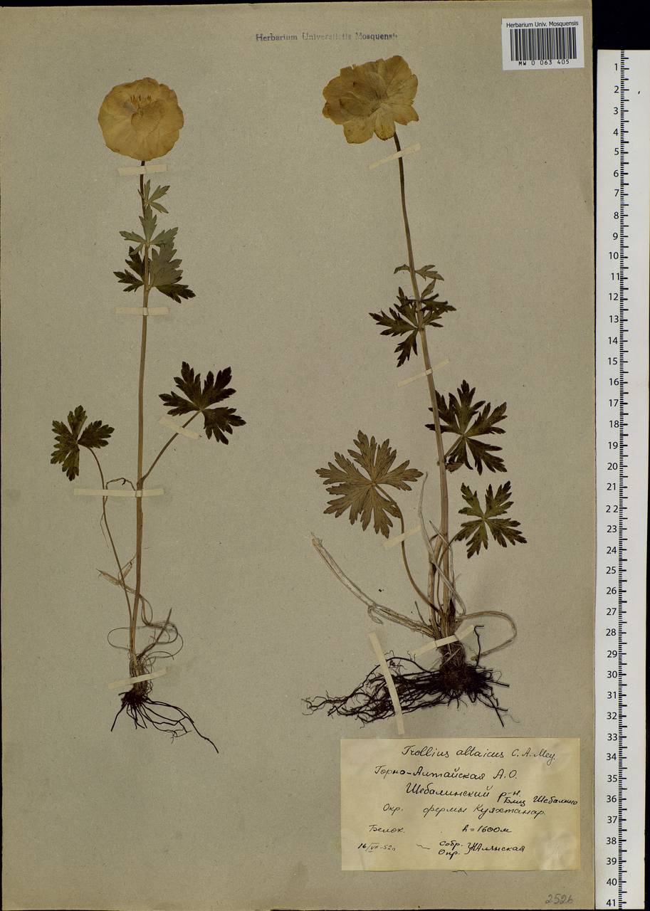 Trollius altaicus C. A. Mey., Siberia, Altai & Sayany Mountains (S2) (Russia)