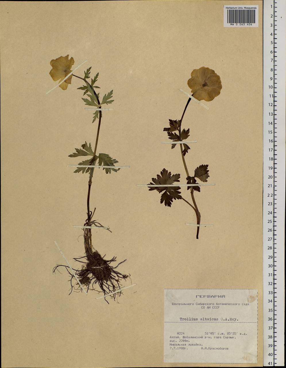 Trollius altaicus C. A. Mey., Siberia, Altai & Sayany Mountains (S2) (Russia)