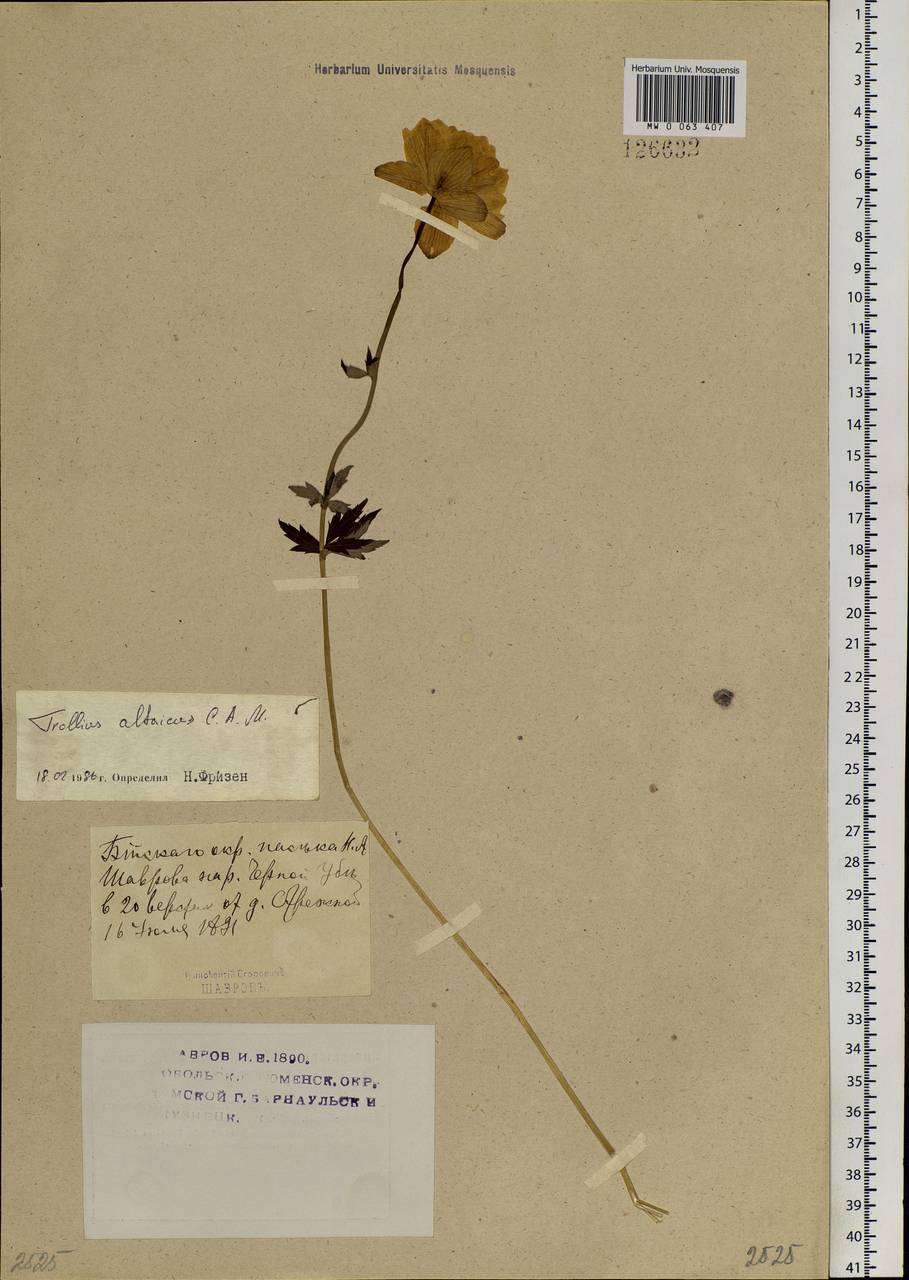 Trollius altaicus C. A. Mey., Siberia, Western (Kazakhstan) Altai Mountains (S2a) (Kazakhstan)