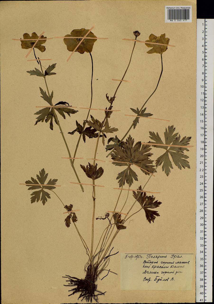 Trollius, Siberia, Western Siberia (S1) (Russia)