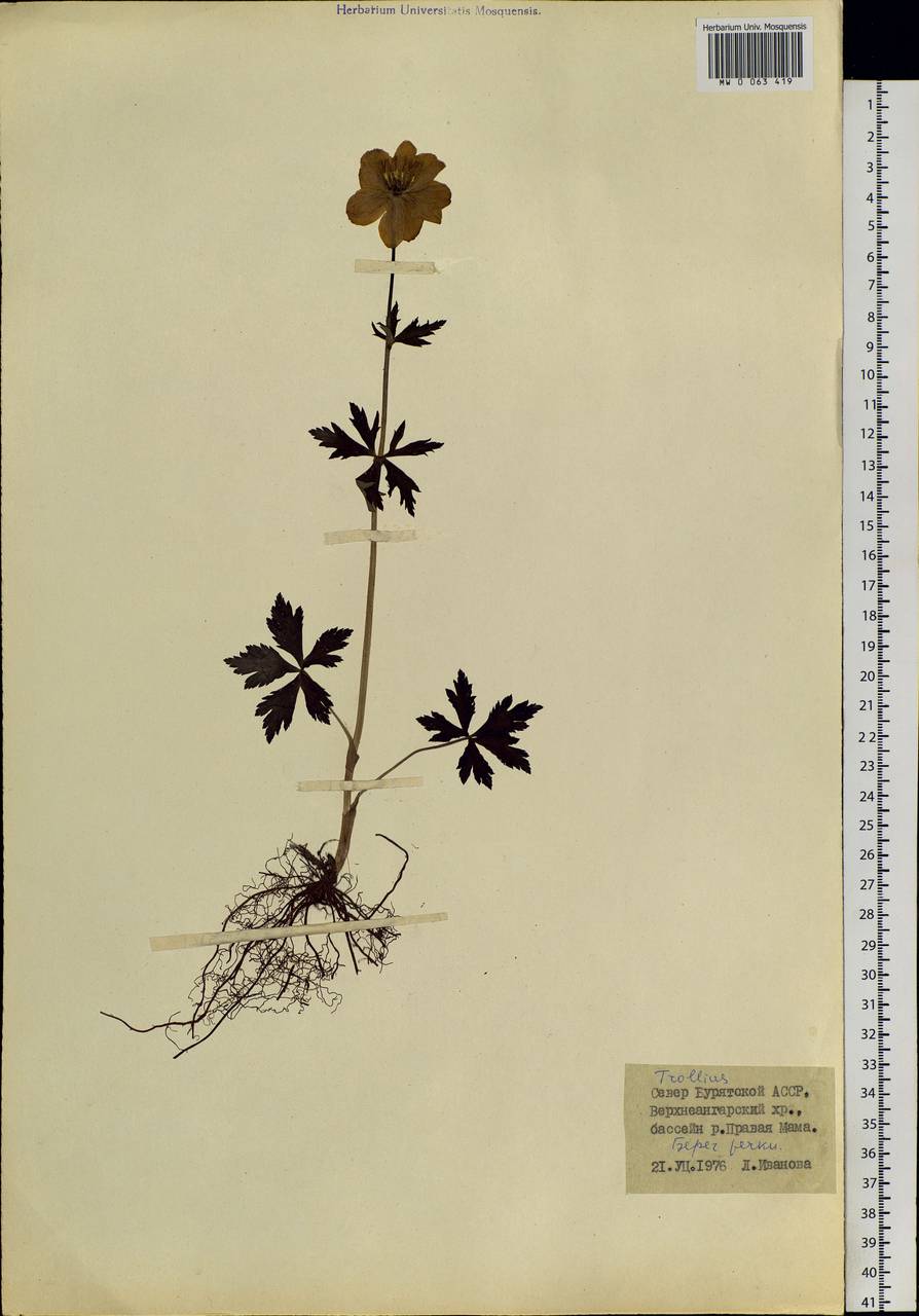 Trollius, Siberia, Baikal & Transbaikal region (S4) (Russia)