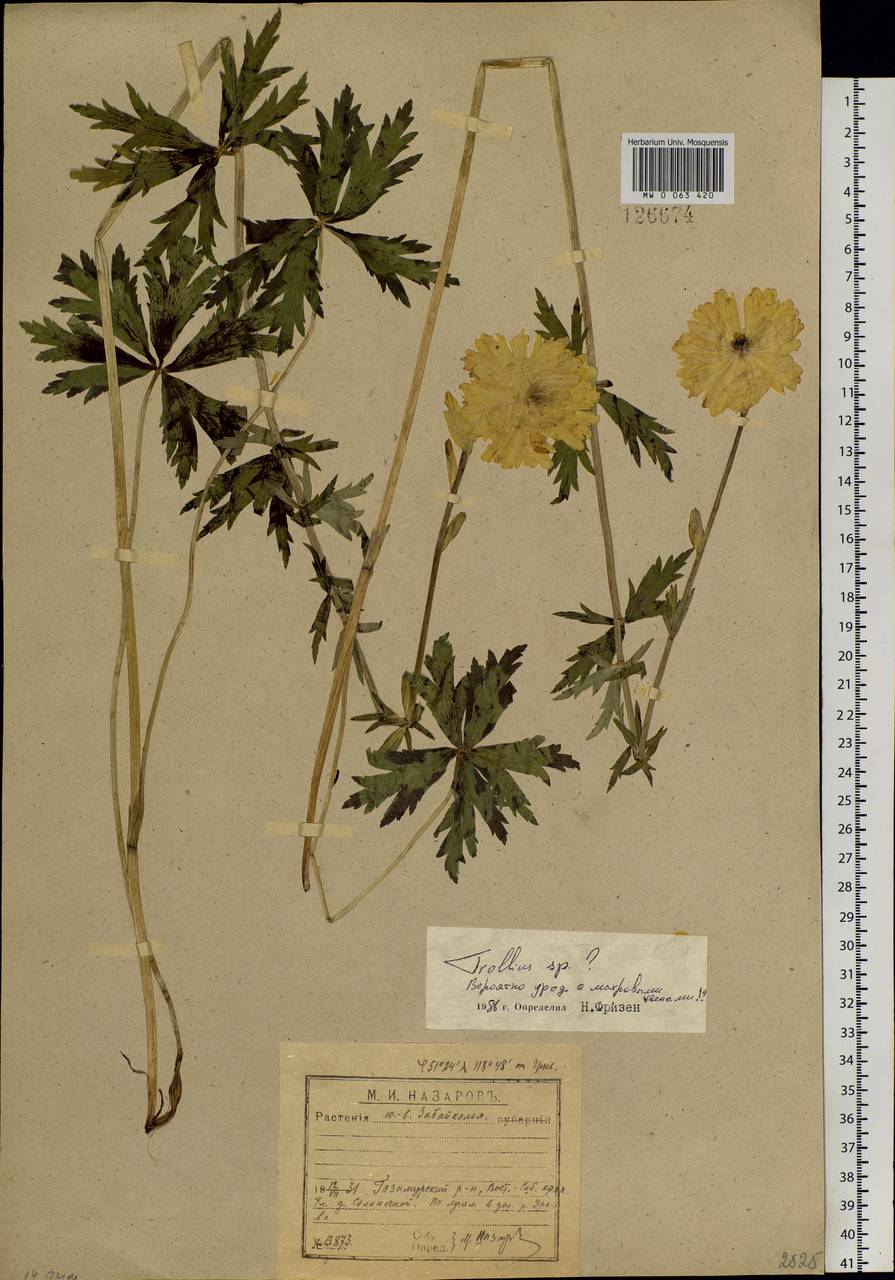 Trollius, Siberia, Baikal & Transbaikal region (S4) (Russia)