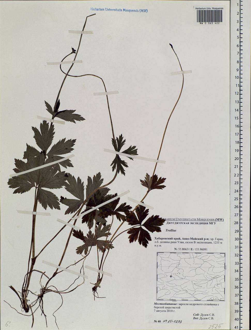 Trollius, Siberia, Russian Far East (S6) (Russia)