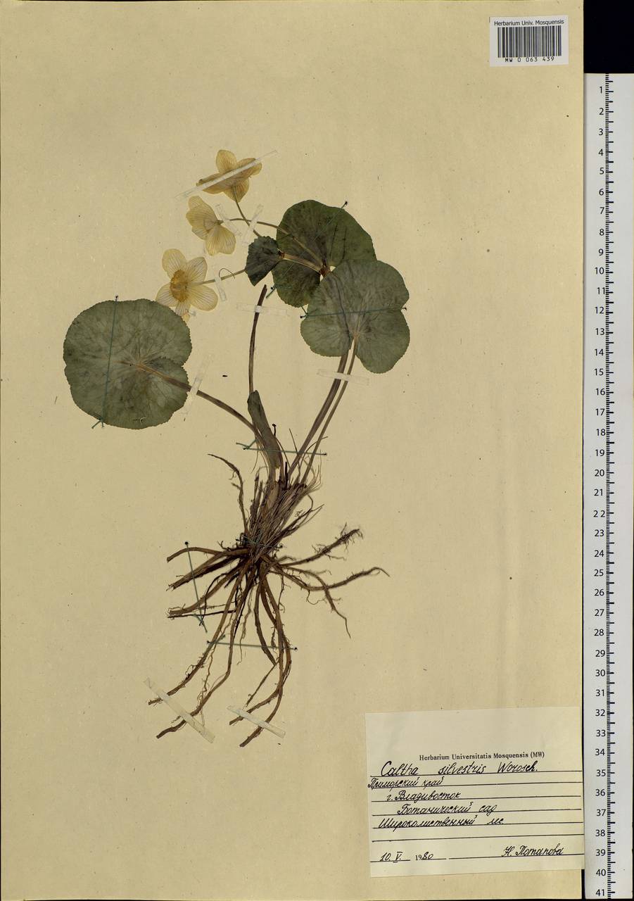 Caltha palustris L., Siberia, Russian Far East (S6) (Russia)