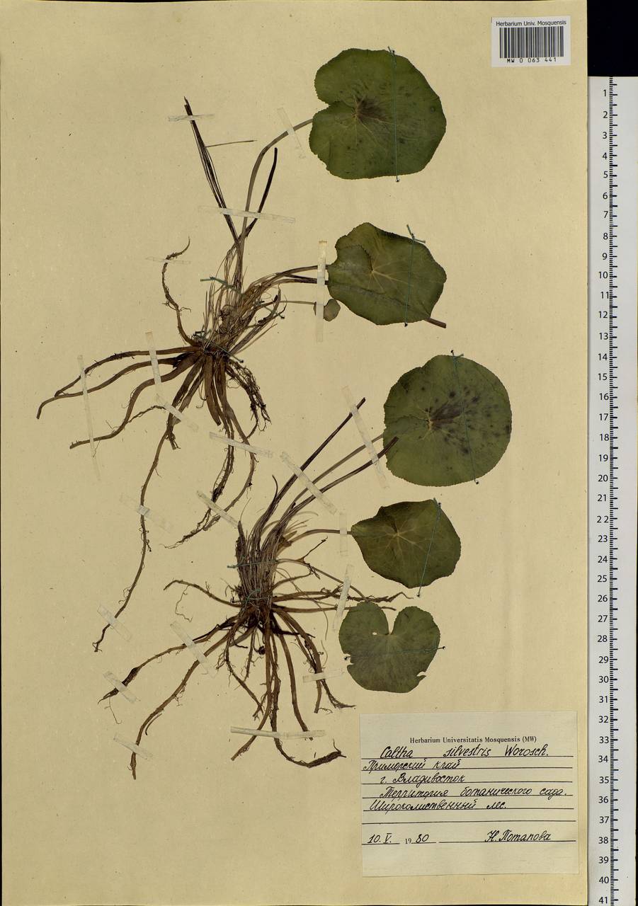 Caltha palustris L., Siberia, Russian Far East (S6) (Russia)