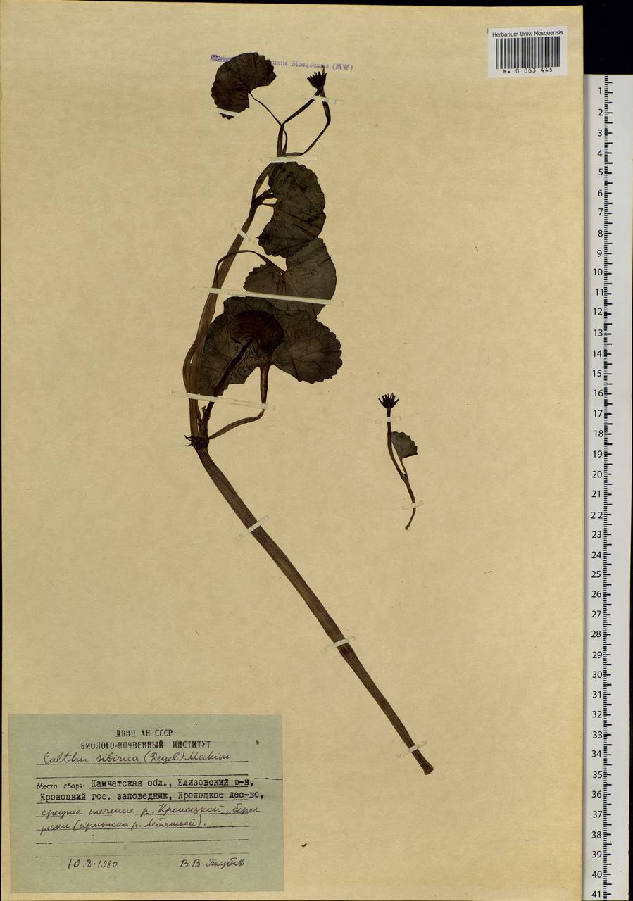 Caltha palustris var. sibirica Regel, Siberia, Chukotka & Kamchatka (S7) (Russia)