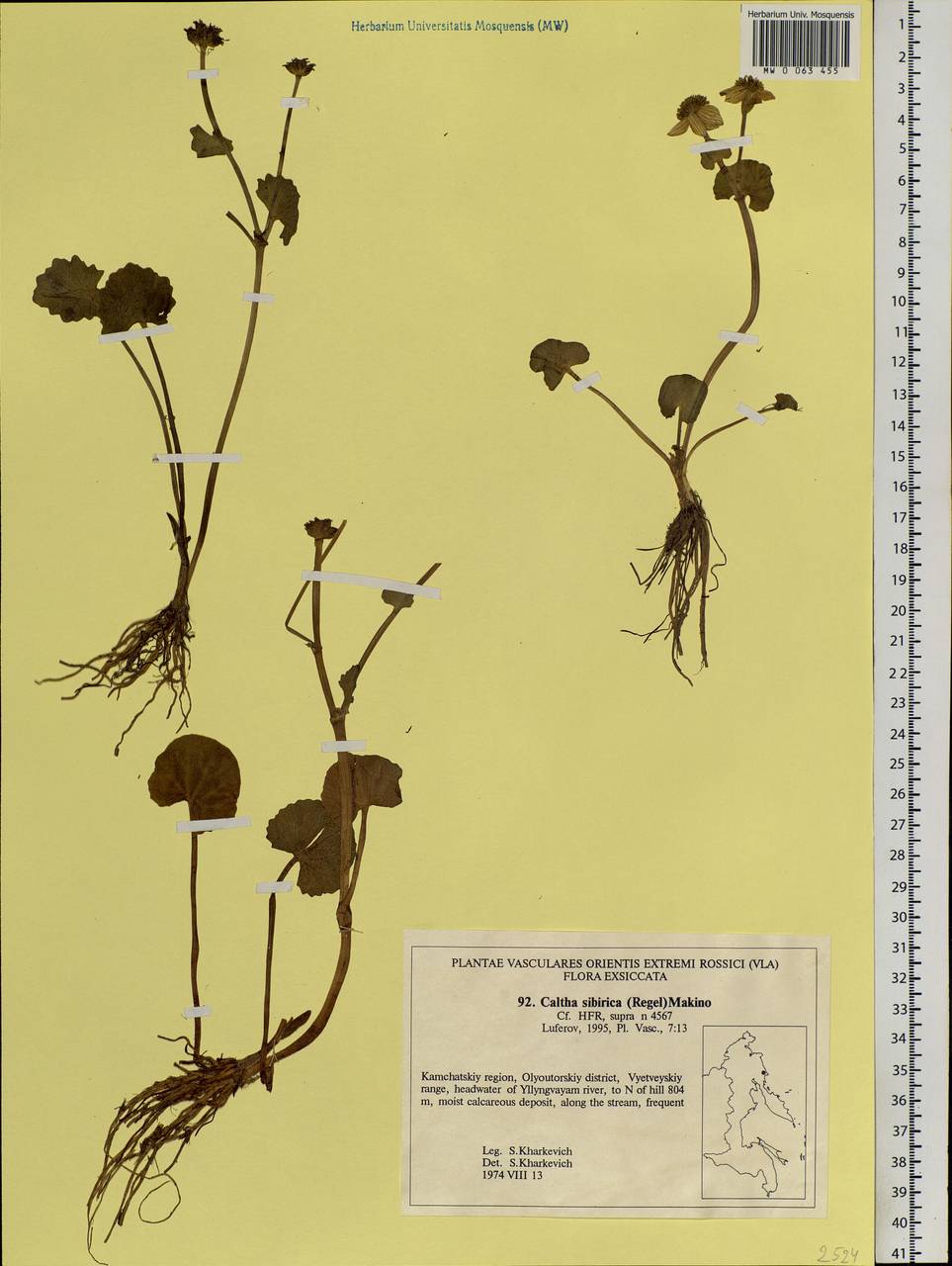 Caltha palustris var. sibirica Regel, Siberia, Chukotka & Kamchatka (S7) (Russia)