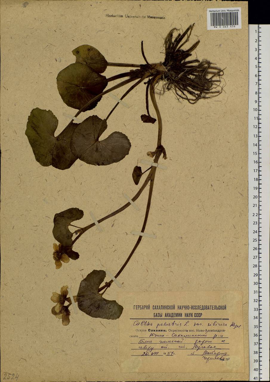 Caltha palustris var. sibirica Regel, Siberia, Russian Far East (S6) (Russia)