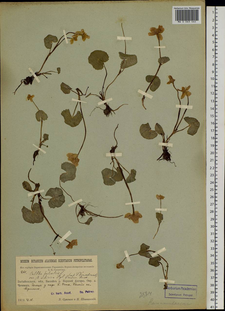 Caltha palustris var. sibirica Regel, Siberia, Baikal & Transbaikal region (S4) (Russia)