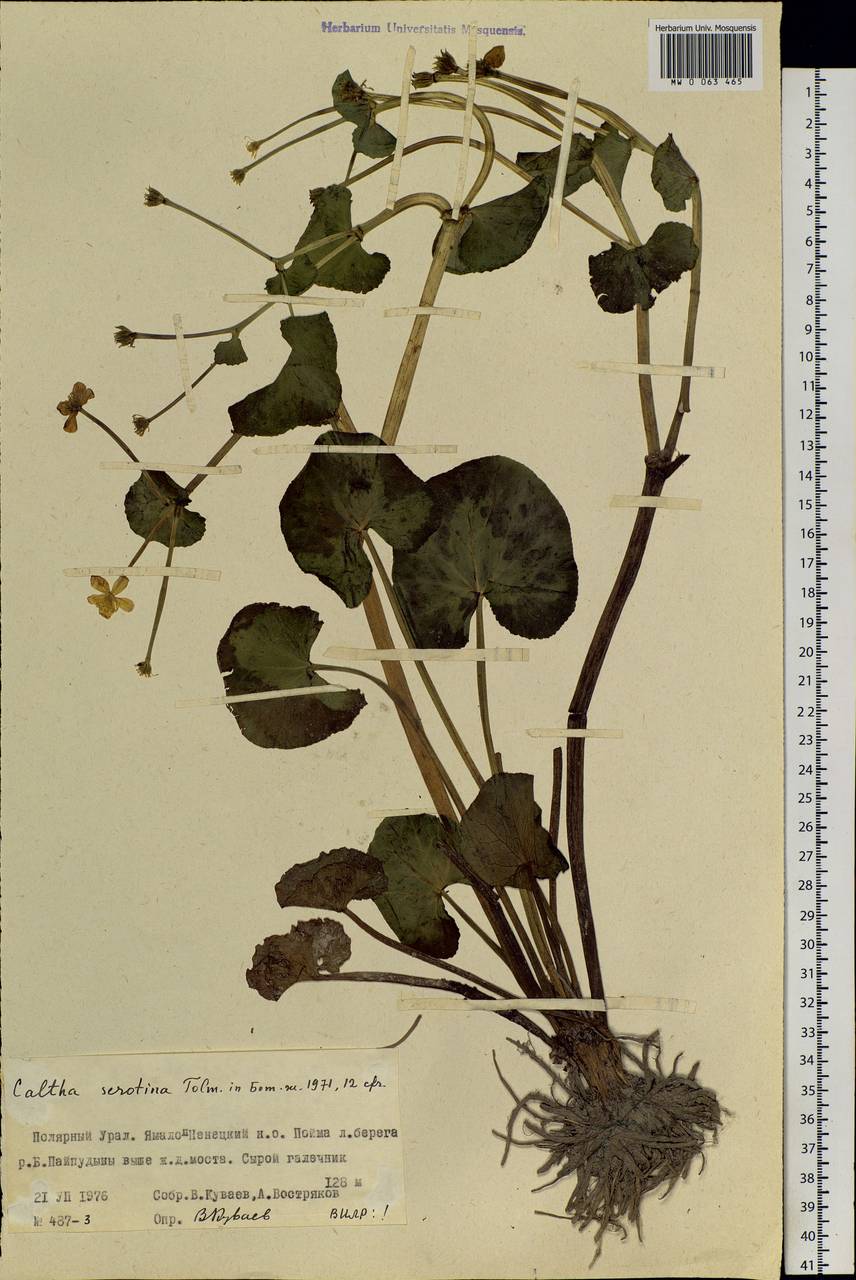 Caltha palustris L., Siberia, Western Siberia (S1) (Russia)