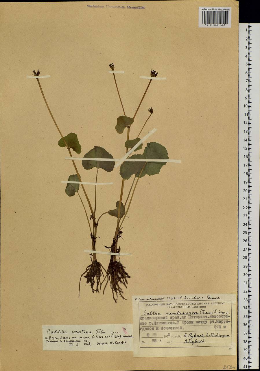 Caltha palustris L., Siberia, Central Siberia (S3) (Russia)