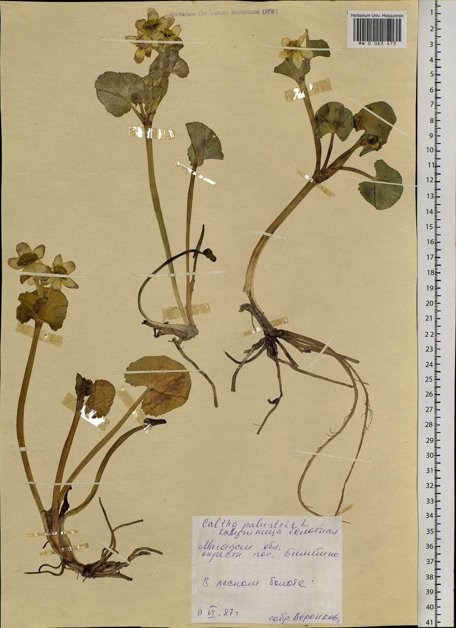 Caltha palustris L., Siberia, Chukotka & Kamchatka (S7) (Russia)