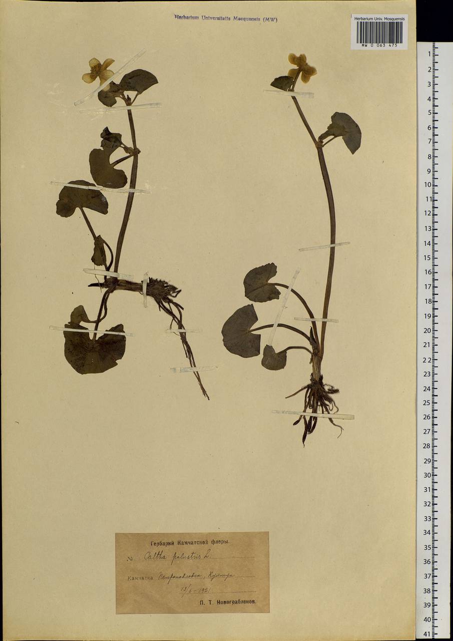 Caltha palustris, Siberia, Chukotka & Kamchatka (S7) (Russia)
