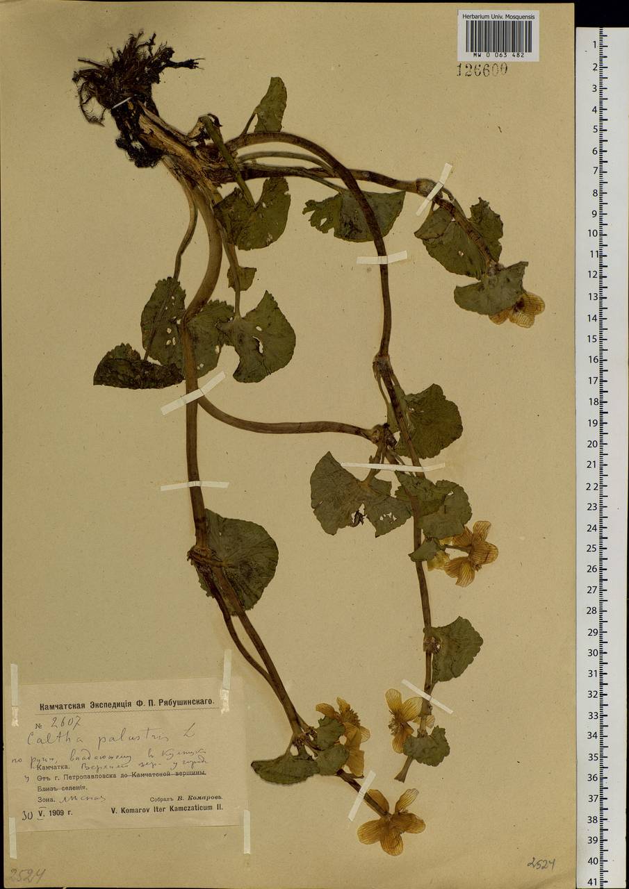 Caltha palustris L., Siberia, Chukotka & Kamchatka (S7) (Russia)