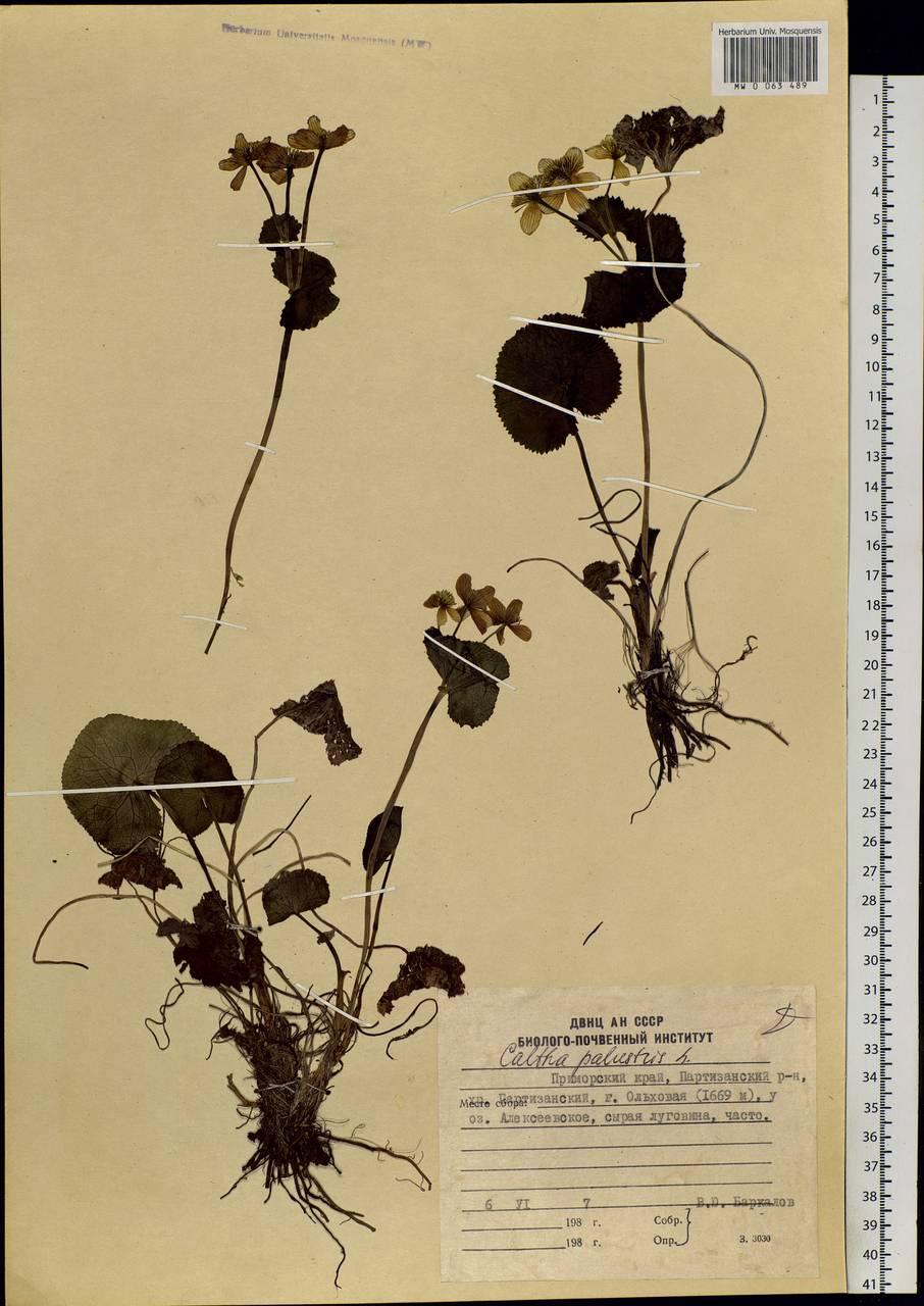 Caltha palustris L., Siberia, Russian Far East (S6) (Russia)