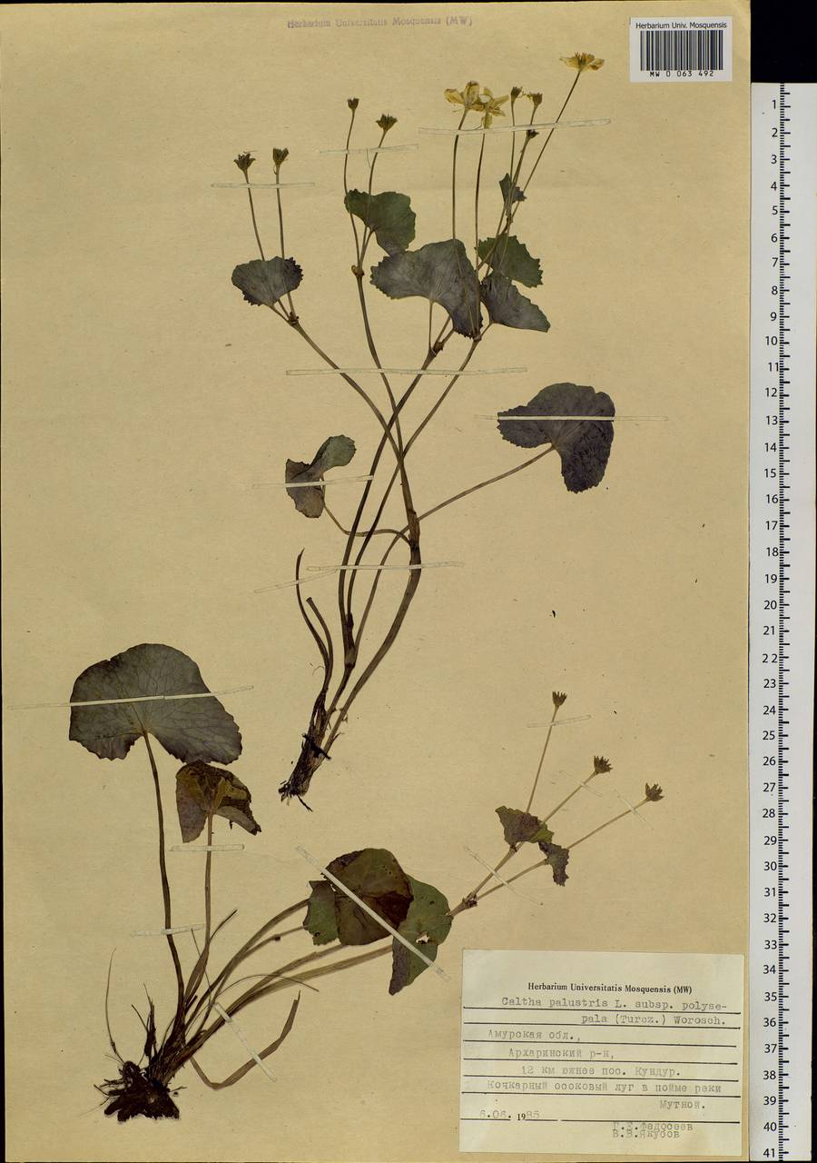 Caltha palustris, Siberia, Russian Far East (S6) (Russia)