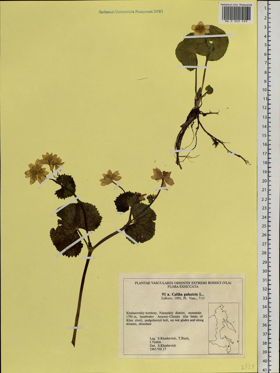 Caltha palustris L., Siberia, Russian Far East (S6) (Russia)